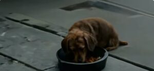 perros abandonados para adoptar