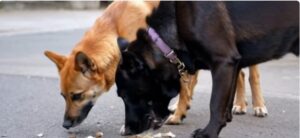 Recaste de perros abandonados