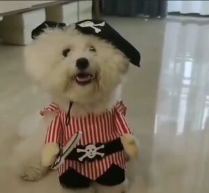 Disfraces para Perros hembras