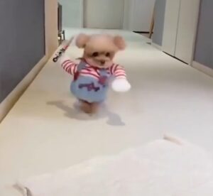 Disfraces para Perros pequeños