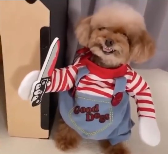 Disfraces para Perros grandes