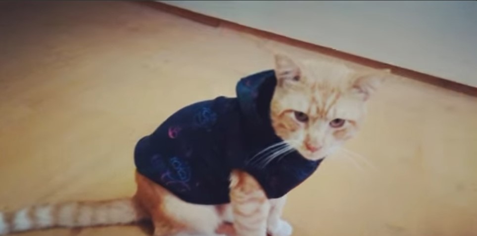 Ropa para Gatos casera