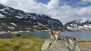 Camping con Mascotas asturias