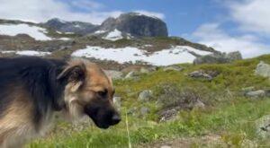Camping con Mascotas andalucia