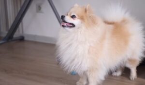 Perros Enanos razas