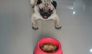 Síntomas de Alergias en perros