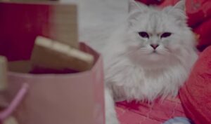 gato persa himalayo