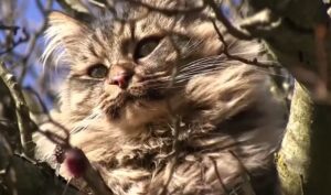 gato persa gris