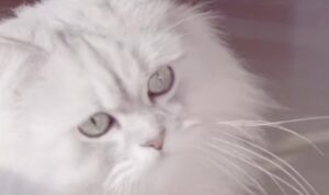 gato persa blanco