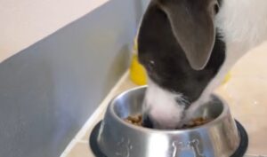 alimentación de perros galgos