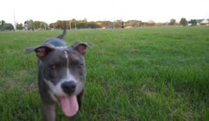 alimentación de perros y gatos