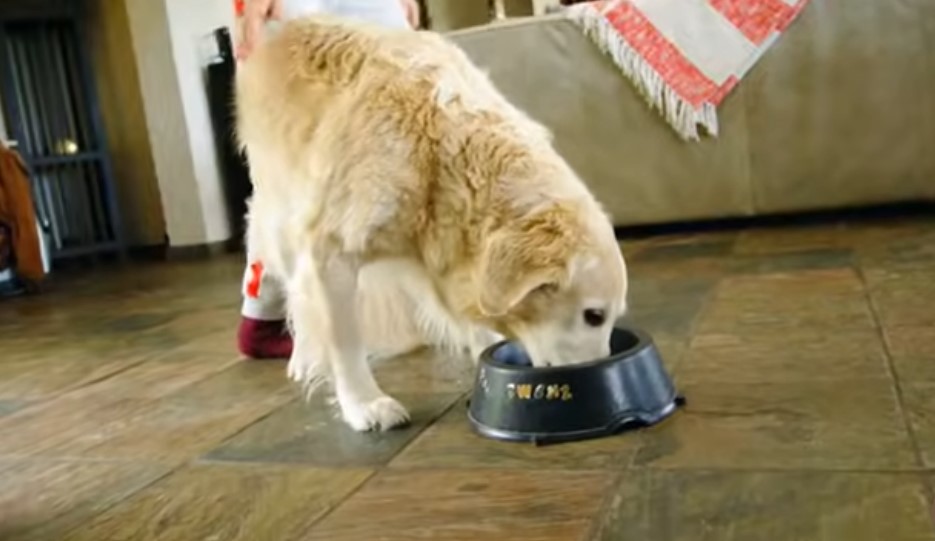 alimentación de perros cachorros