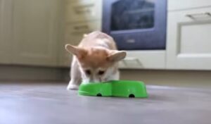 alimentación de perros adultos