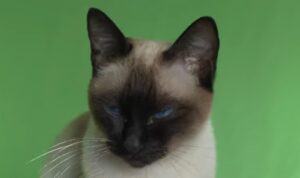 gato siamés blanco