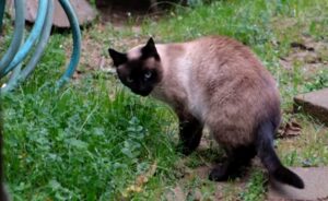 gato siamés negro