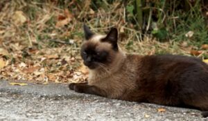 gato siamés hembra