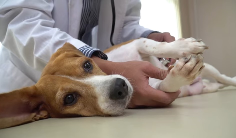 diarrea en perros cachorros