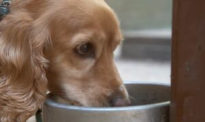 diarrea en perros tratamiento