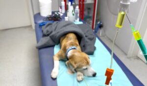 diarrea en perros adultos