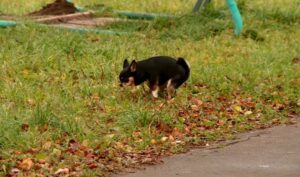 diarrea en perros con moco