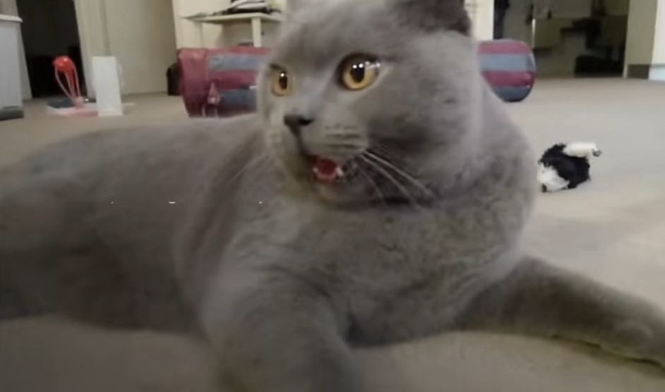 gato británico gris