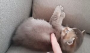 gato británico de pelo largo