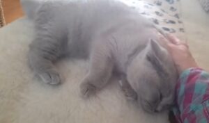 gato británico de pelo corto
