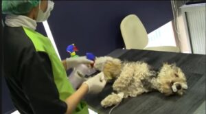 esterilización quirurgica