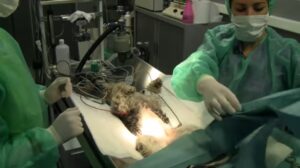 esterilización femenina