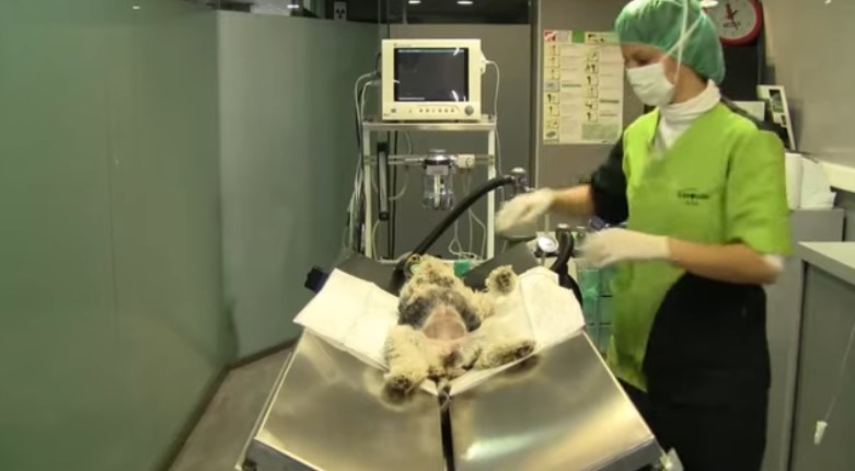 esterilización de gatos