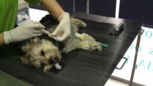 esterilización de perros