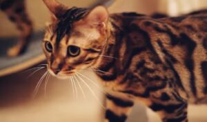 gato bengalí tamaño