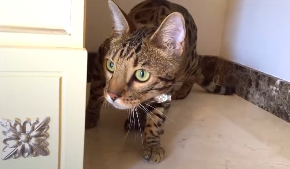 gato bengalí negro