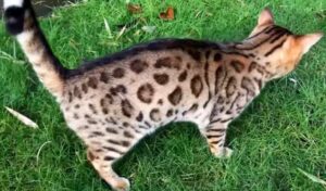 gato bengalí blanco