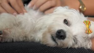 garrapatas en perros tratamiento