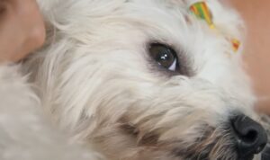 garrapatas en perros enfermedades