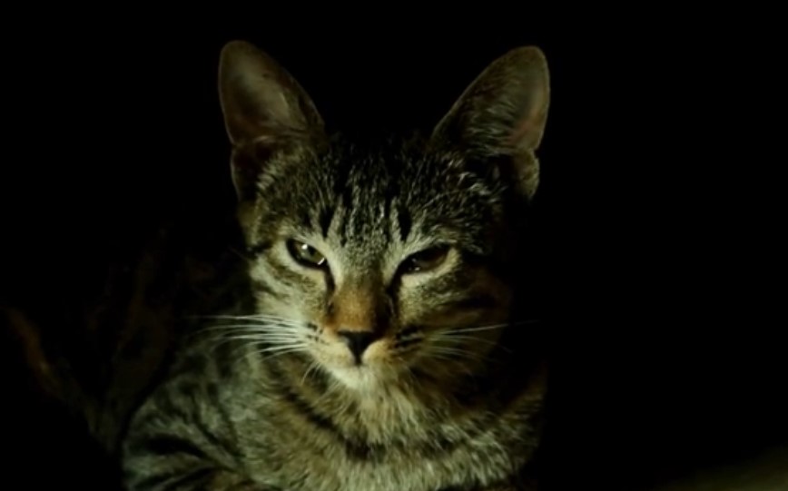 gato común europeo blanco