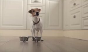 comedero para perros grandes