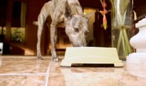 comedero para perros automatico