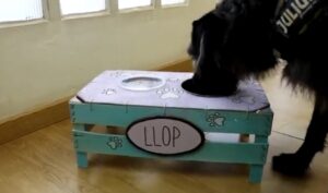 comedero para perros casero