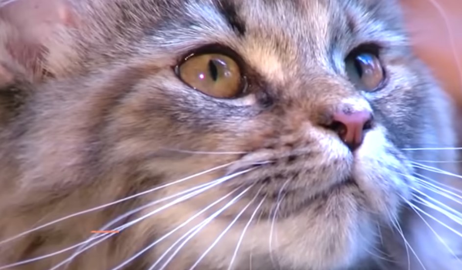 maine coon tamaño