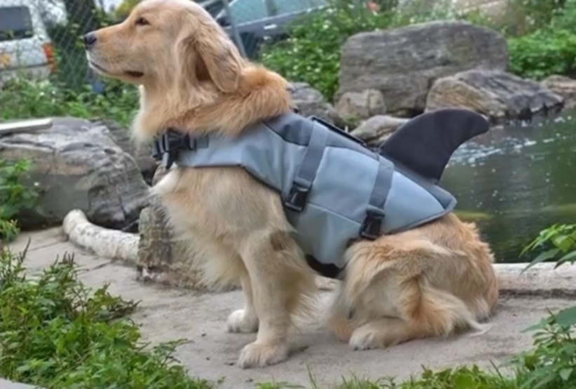Chaleco Salvavidas para perros