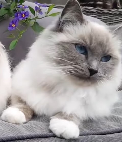 el ragdoll suelta pelo