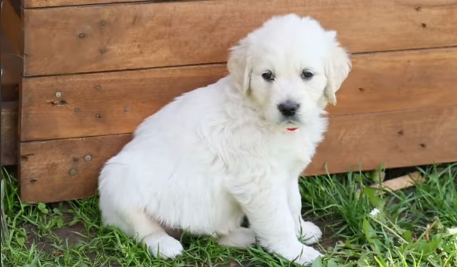 parvovirus canino tratamiento