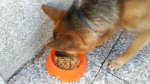 pienso para cachorros gosbi