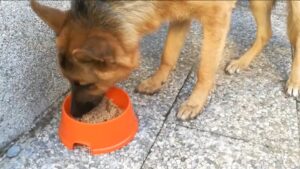pienso para cachorros lidl