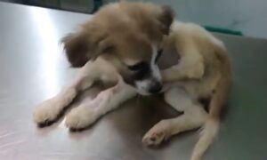 moquillo canino sintomas