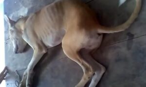 moquillo canino en perros