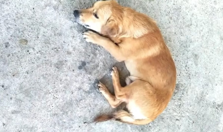moquillo canino etapas